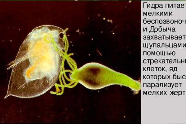 Kraken сайт зеркала