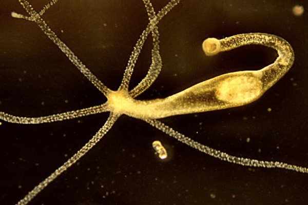 Kraken купить клад